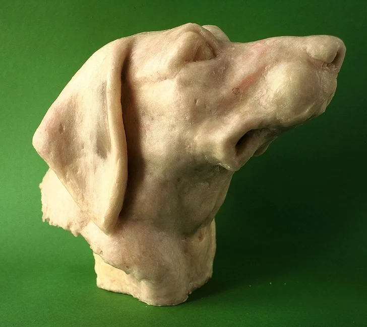 Porträt bayrischer Gebirgsschweißhund